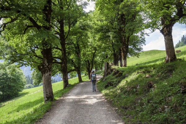 Hiker on a path with an avenue of trees, near the historic farming village of Gerstruben, Dietersbachtal, near Oberstdorf, Allgäu Alps, Oberallgäu, Allgäu, Bavaria, Germany