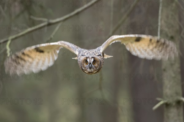 In the forest... Bengal Eagle Owl (Bubo bengalensis), also known as Indian Eagle Owl, owl in flight, flies directly at the camera, frontal shot, intense eye contact, dynamic, expressive image, captive