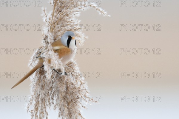 In winter... Bearded Tit (Panurus biarmicus), adult male in splendid plumage, summer plumage, bearded tit cock in the reeds sitting in the tips of reed grass, side view, beautiful soft light, delicate pastel colours, native but rare bird species in Germany, endangered due to habitat loss, typical reed inhabitant, wildlife, native nature, Federsee lake, Baden-Württemberg, Germany, Western Europe