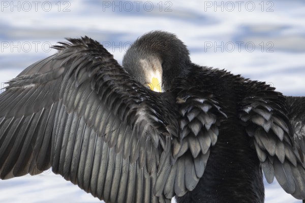 Great cormorant (Phalacrocorax carbo) adult bird drying its wings on a tree branch, Norfolk, England, United Kingdom