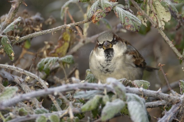 House sparrow (Passer domesticus) adult male bird in a hedgerow in winter, Norfolk, England, United Kingdom