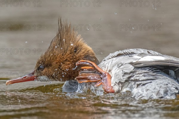 Common merganser (mergus merganser), Female scratching her neck, Close-up of the feet, La Mauricie national park. Province of Quebec, Canada