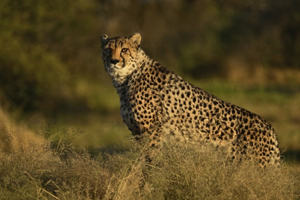 Cheetah (Acinonyx jubatus), Namibia