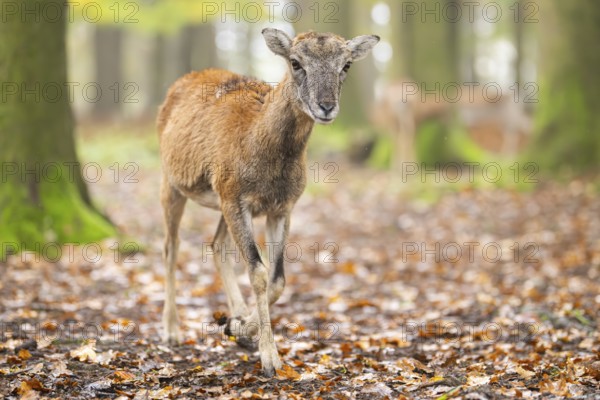 European mouflon (Ovis aries musimon) sheep (female) walking in a forest in autumn, Bavaria, Germany