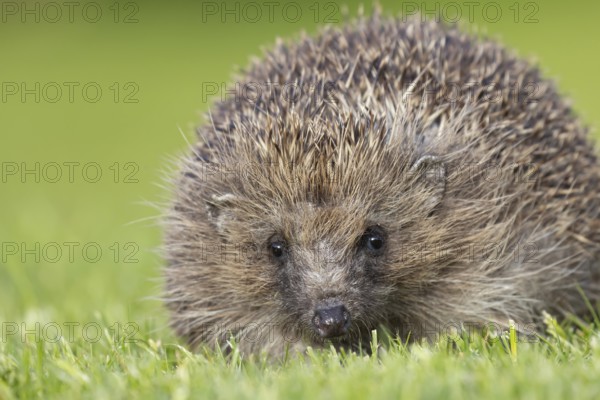 European hedgehog (Erinaceus europaeus) adult animal on an urban garden grass lawn, England, United Kingdom