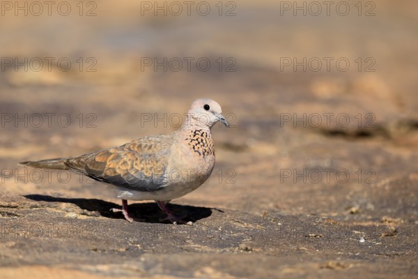 Palm Pigeon (Spilopelia senegalensis), adult, on the ground, foraging, Mountain Zebra National Park, Eastern Cape, South Africa