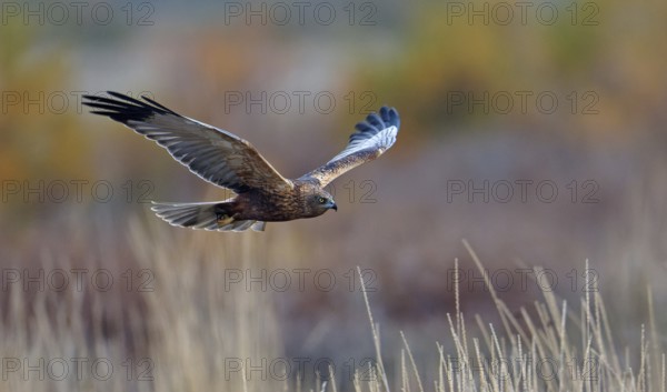 Young male marsh harrier (Circus aeruginosus), flight, Castilla-La Mancha, Spain