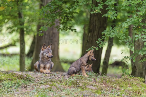 An adult wolf and two gray wolf pups (Canis lupus lupus) rest on a small hill in the deep shade of the forest