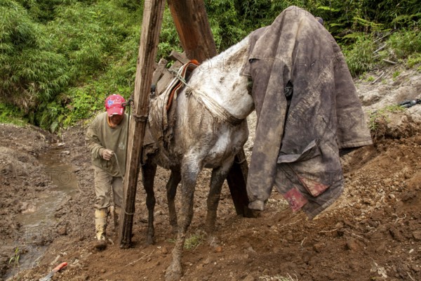 Draft horse and man, A man loads planks onto a draft horse after it was put back on its feet following an accident, Imbabura province, Ecuador, South America