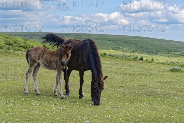 Horses and foals at Haytor Dawn in Dartmoor National Park. Bovey Tracey, Devon, South England, Great Britain