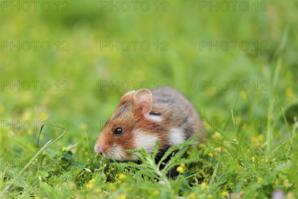 A European hamster (Cricetus cricetus) collects herbs, grass and daisies in a fresh green meadow