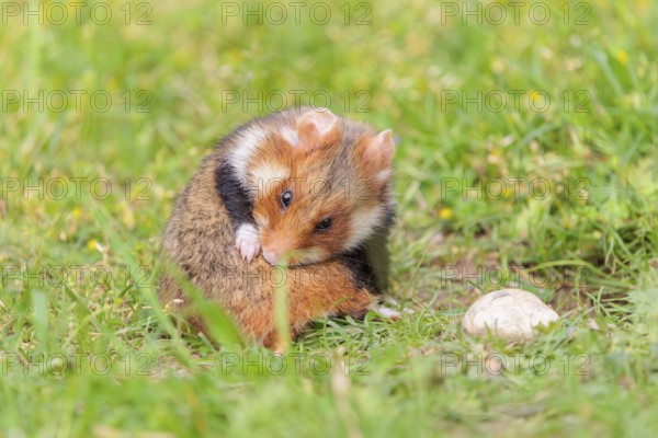 A European hamster (Cricetus cricetus), cleans its fur in a green meadow on a cloudy day