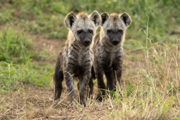 Spotted hyena (Crocuta crocuta), spotted hyena, cubs, two, siblings, alert, curious, together, Kruger, Kruger National Park, South Africa