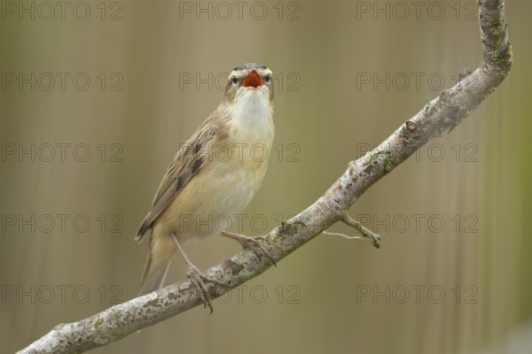 Sedge warbler (Acrocephalus schoenobaenus) adult bird singing on a tree branch in spring, England, United Kingdom