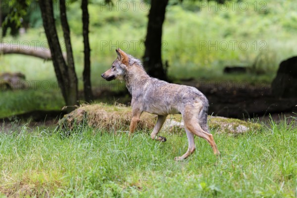A gray wolf (Canis lupus lupus) walks along the edge of the forest on a cloudy day