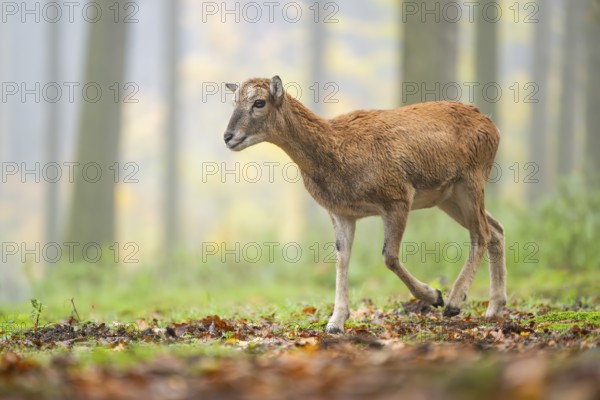 European mouflon (Ovis aries musimon) sheep (female) walking in a forest in autumn, Bavaria, Germany