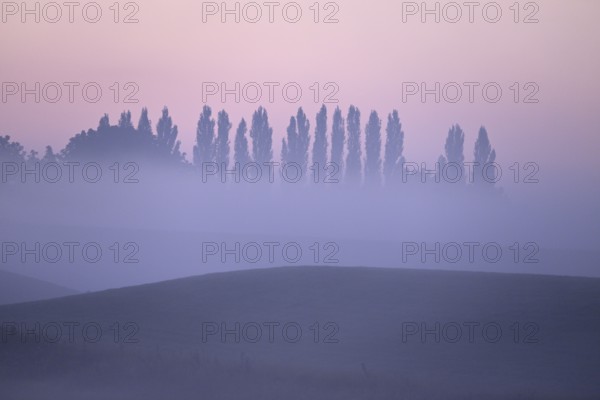 Landscape with deciduous trees at dawn and ground fog, Lower Rhine, North Rhine-Westphalia, Germany