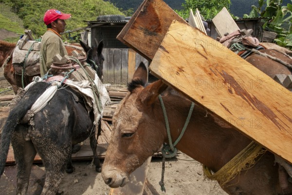 Draft horses, Draft horses loaded with planks, Imbabura province, Ecuador, South America