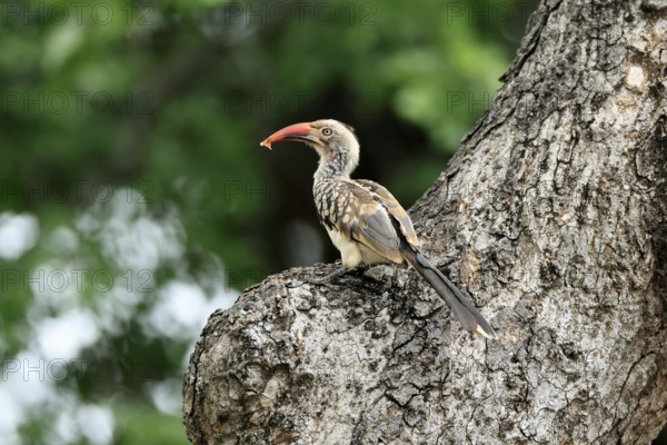 Mopanetoko (Tockus rufirostris), Southern Red-billed Hornbill, adult, on tree, alert, with food, at breeding den, Kruger, Kruger National Park, South Africa