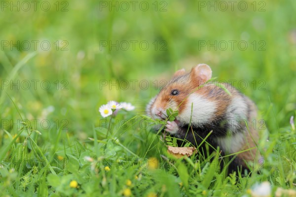 A European hamster (Cricetus cricetus) collects herbs, grass and daisies in a fresh green meadow