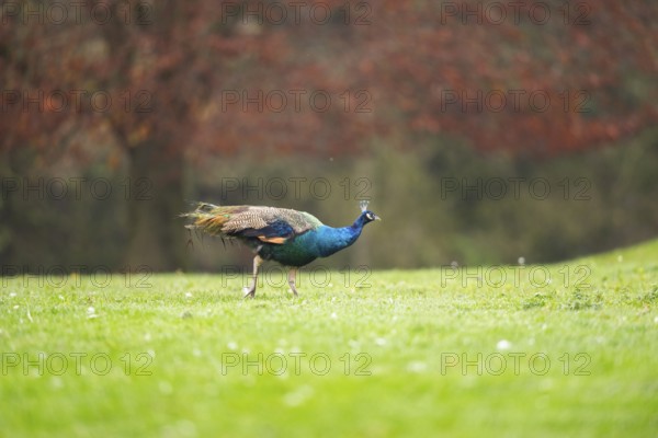 Indian peafowl (Pavo cristatus) walking on a meadow, Bavaria, Germany