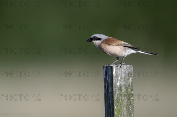 Red-backed shrike (Lanius collurio), Emsland, Lower Saxony, Germany