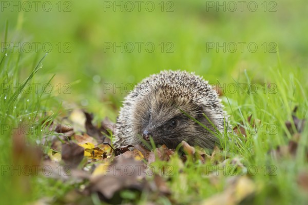 European hedgehog (Erinaceus europaeus) adult animal amongst fallen autumn leaves on a garden lawn, Suffolk, England, United Kingdom