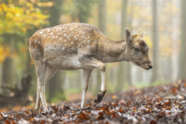 European fallow deer (dama dama) doe walking in a forest on a foggy day in autumn, Bavaria, Germany