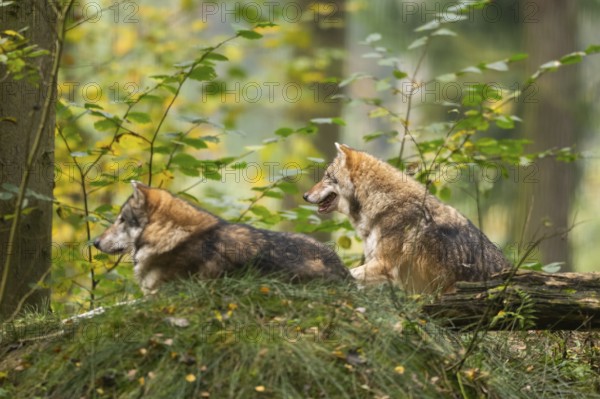 Eurasian wolf (Canis lupus lupus) sitting in a forest in autumn, Germany