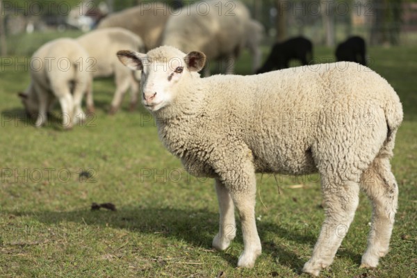 Een schattig lam staat in een groene weide tussen volwassen schapen. Het is a zonnige dag in het voorjaar en de dieren grazen vredig