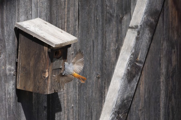 A redstart (Phoenicurus phoenicurus) female landing on a birdhouse, animal photo, bird, bird species, nature photo, wildlife, fauna, Morter, Latsch, Italy