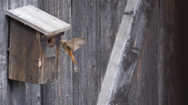 A male common redstart (Phoenicurus phoenicurus) landing on a birdhouse, animal photo, bird, bird species, nature photo, wildlife, fauna, Morter, Latsch, Italy