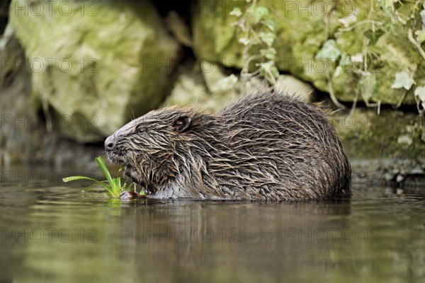 Eurasian beaver, European beaver (Castor fibre), eating grass in the water, Canton Zug, Switzerland