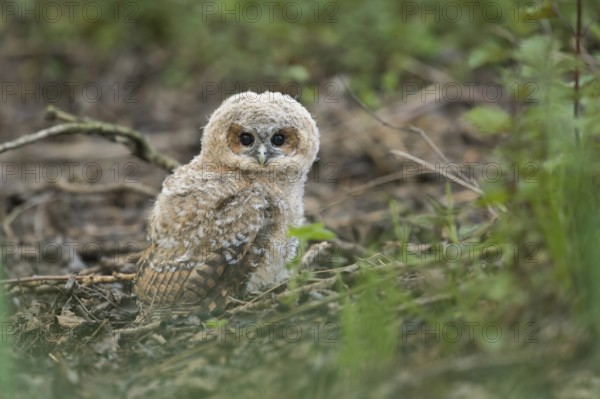 Ground landing... Tawny owl (Strix aluco), young owl, branchling, tawny owl branchling has jumped out of the nest, is now perched on the ground, hopes to fledge soon, typical behaviour, native nature, Meerbusch, Rhineland, North Rhine-Westphalia, Germany, Western Europe