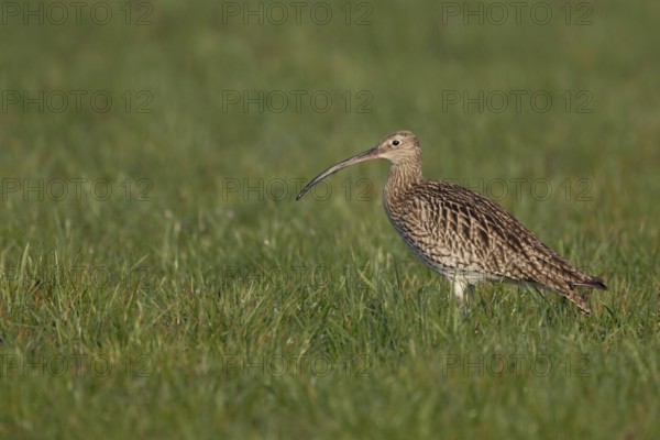 Conspicuous meadow limicole, wading bird... Eurasian curlew (Numenius arquata) in a wet meadow, curlews occur both on the coast and inland, highly endangered due to habitat loss, most important habitat is the Wadden Sea, native nature, Lower Rhine, North Rhine-Westphalia, Germany, Western Europe