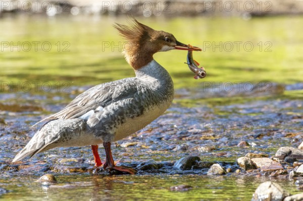 Common merganser (mergus merganser), Female catching a fish, La Mauricie national park. Province of Quebec, Canada