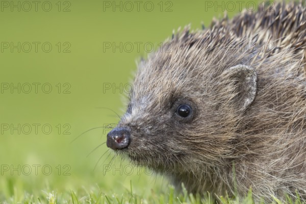 European hedgehog (Erinaceus europaeus) adult animal head portrait, England, United Kingdom