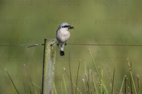 Red-backed shrike (Lanius collurio), Emsland, Lower Saxony, Germany