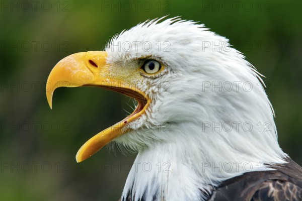 Bald eagle, Haliaeetus leucocephalus, Eagle perched and crying, Beak wide open, Portrait, Profil, Close-up, Province of Quebec, Canada