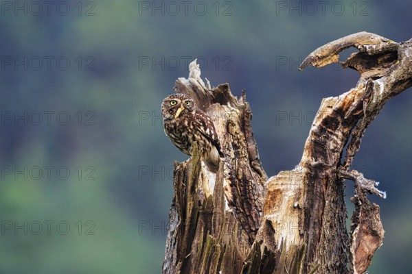 Little owl (Athene noctua) sitting on dead wood, prey in its beak, Höxter, Weserbergland, North Rhine-Westphalia, Germany