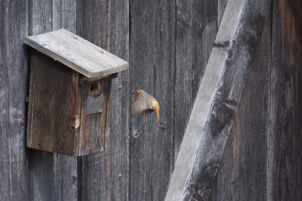 A redstart (Phoenicurus phoenicurus) female landing on a birdhouse, animal photo, bird, bird species, nature photo, wildlife, fauna, Morter, Latsch, Italy