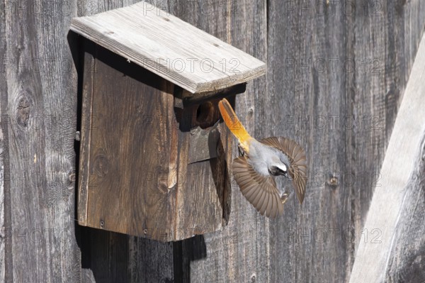 A redstart (Phoenicurus phoenicurus) male takes off from the entrance of a birdhouse, animal photo, bird, bird species, nature photo, wildlife, fauna, Morter, Latsch, Italy