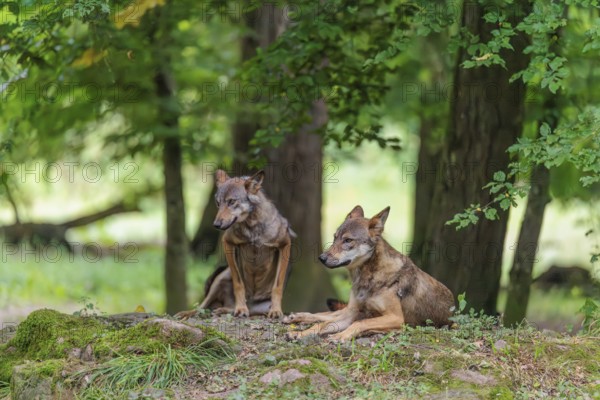 A gray wolf (Canis lupus lupus) resting on a small hill in the deep shade of the forest. A second wolf joins him