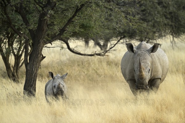 White rhinoceros (Ceratotherium simum) mother with young in Namibia