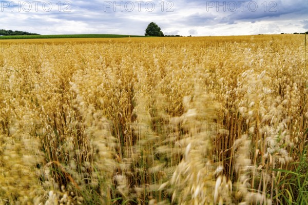 Agriculture, field with grain, oats, shortly in front of harvest, near Nettetal, on the Lower Rhine, North Rhine-Westphalia, Germany