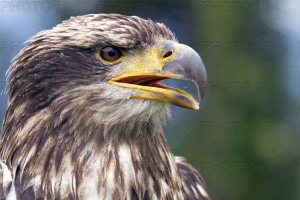 Black chested buzzard, Geranoaetus melanoleucus, Immature female perched on a tree, Open beak, Close-up, Imbabura province, Ecuador, South America