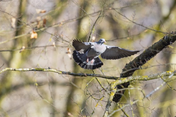 Stock Dove (Columba oenas) Pairs Germany