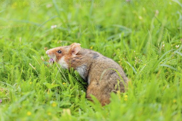 A European hamster (Cricetus cricetus) collects herbs, grass and daisies in a fresh green meadow