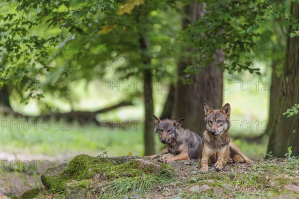 Two gray wolves (Canis lupus lupus) resting on a small hill in the deep shade of the forest