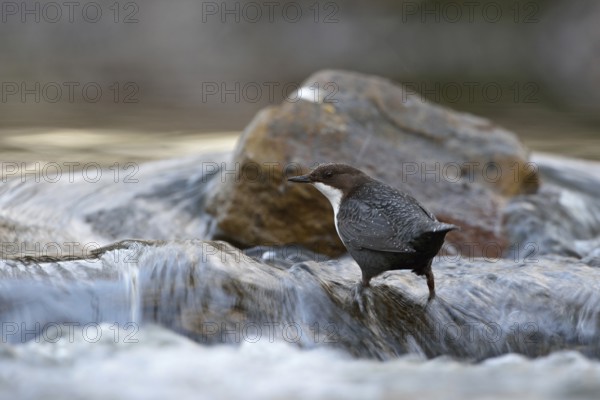 In the current... White-throated Dipper (Cinclus cinclus) in its typical habitat, foraging in fast-flowing, flowing water of a river, in a torrent, stream, wildlife, native nature, Sauerland, Bergisches Land, North Rhine-Westphalia, Germany, Western Europe